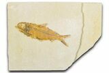 Detailed Fossil Fish (Knightia) - Wyoming #345505-1